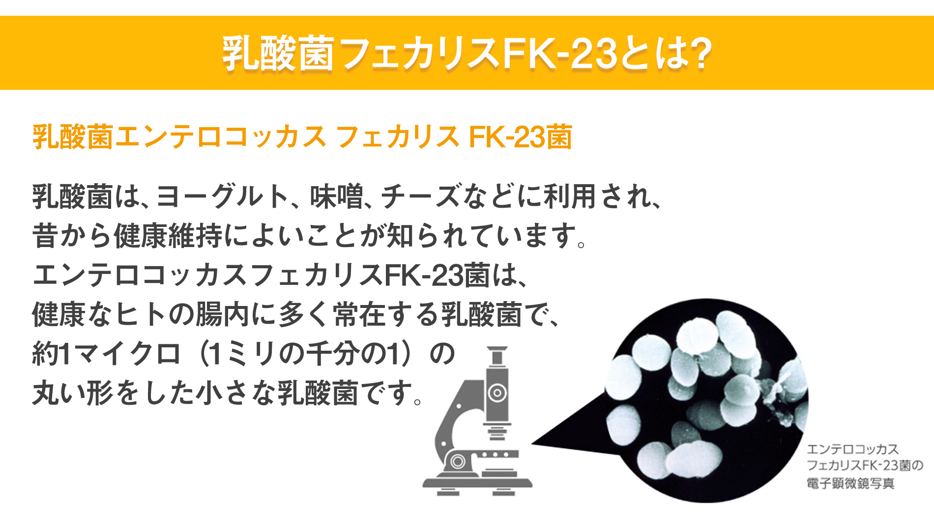 乳酸菌フェカリスFK-23とは?